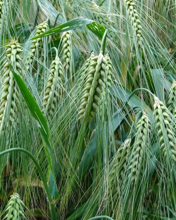 Die wichtigsten Getreide-Arten in der TCM