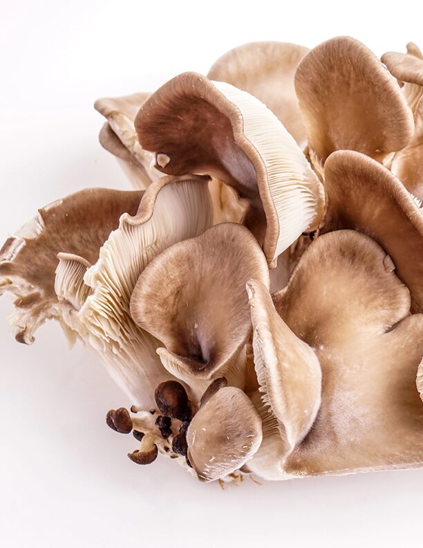 Vitalpilze Maitake