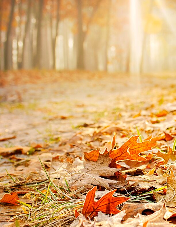 Herbst – was Dir die TCM empfiehlt