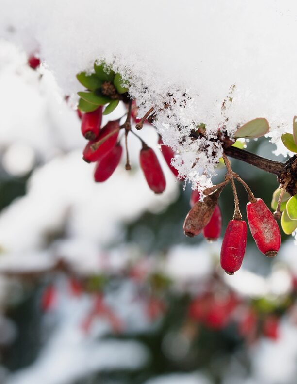 Die Nieren im Winter stärken